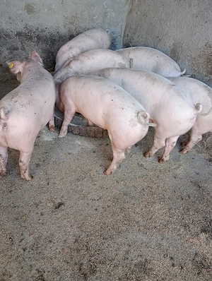 Vând Groștei la 3 luni 