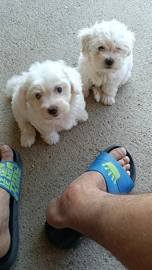 Bichon maltez - imagine 2
