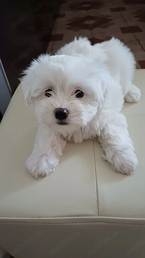 Bichon Maltez cu carnet de sanatate