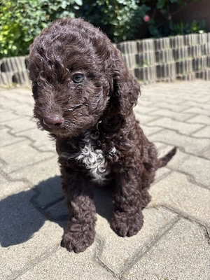 Cațelușă Lagotto Romagnolo  - imagine 3