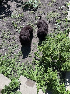 Cațelușă Lagotto Romagnolo  - imagine 5