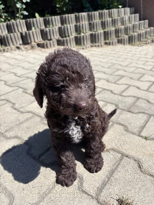 Cațelușă Lagotto Romagnolo  - imagine 4