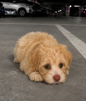 Maltipoo Mini Toy 