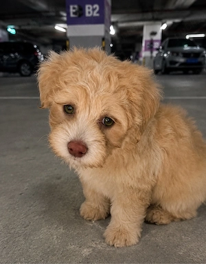 Maltipoo Mini Toy  - imagine 2