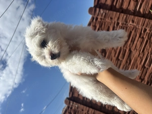 Vând un băiețel Bichon maltez  - imagine 3