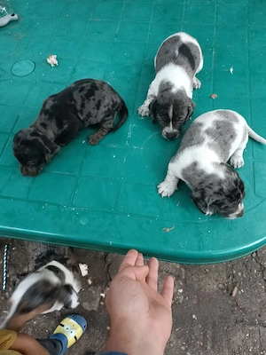 teckel mini arlechin merle tekel pititic 