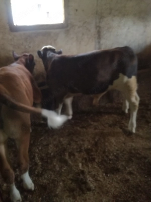 Vitei de vanzare buni