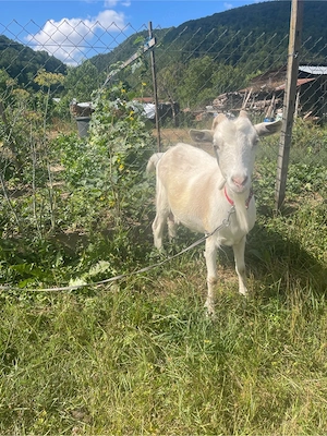 Vând capra bănățeana cu ieduță+ cățelușă ciobănesc de bucovina cadou - imagine 3