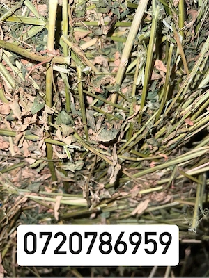 vand baloti de lucerna luterna