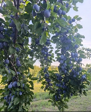 Fructe și legume  - imagine 3