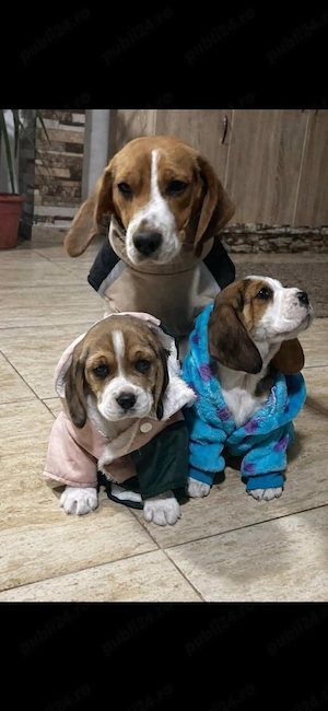 Pui de beagle !!! - imagine 2