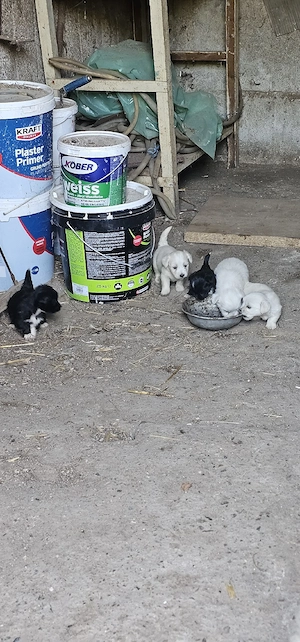 Bichon Talie Mica