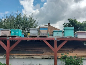 Vand 15 familii de albine