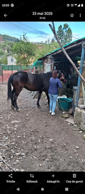 Vând cal cu căruța ham 