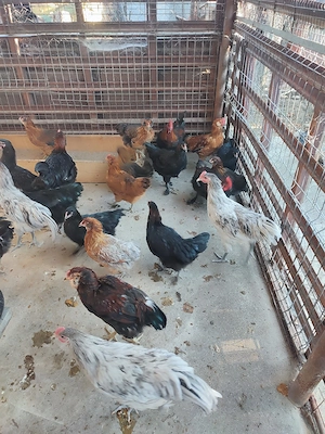 Cocoși Araucana și Marans  - imagine 4