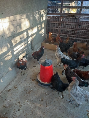 Cocoși Araucana și Marans  - imagine 3