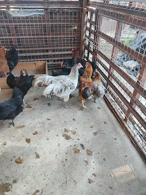 Cocoși Araucana și Marans  - imagine 2