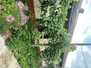  casa de vanzare Lugoj Timis   c - imagine 3