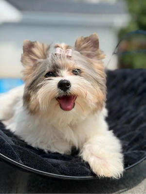 yorkshire terrier toy - imagine 3