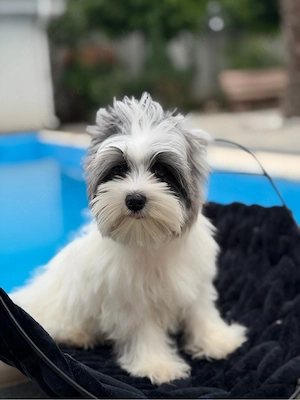 yorkshire terrier toy - imagine 2