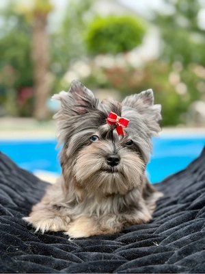 yorkshire terrier toy - imagine 4