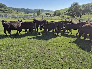 Vino în echipa noastră! Angajăm Îngrijitor Animale - imagine 2