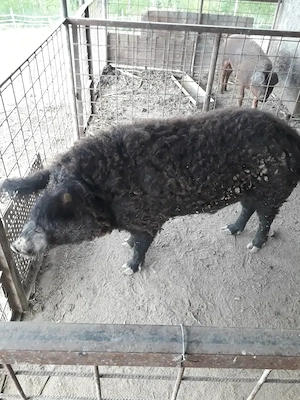vand schimb vier mangalita pt monta