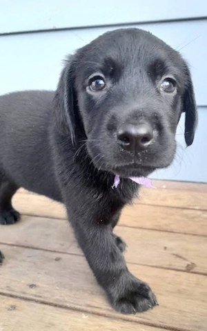 Labrador Retriever 