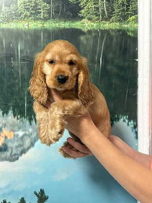 Cocker Spaniel fetita - imagine 3