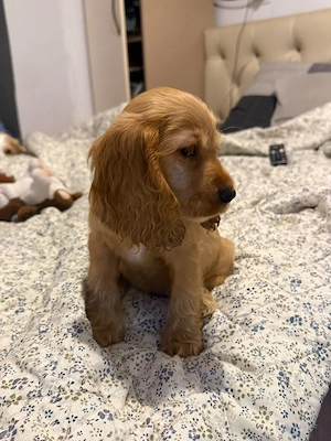 Cocker Spaniel fetita - imagine 5
