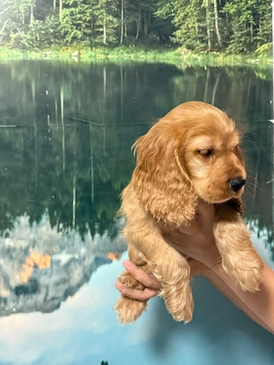Cocker Spaniel fetita - imagine 4