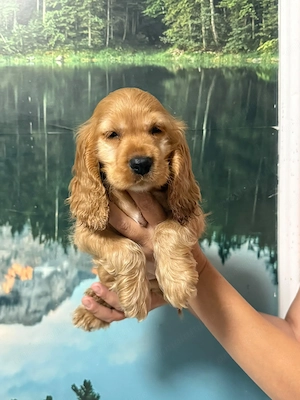Cocker Spaniel fetita - imagine 2