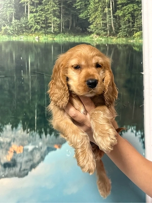 Cocker Spaniel fetita  - imagine 3