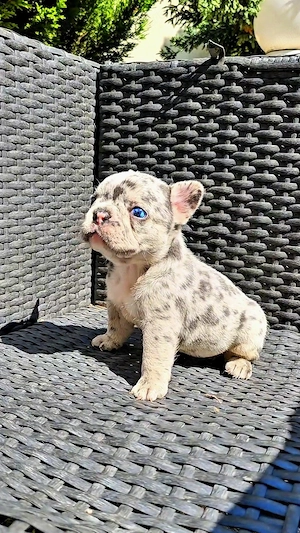 Bulldog francez Bule Merle  - imagine 4