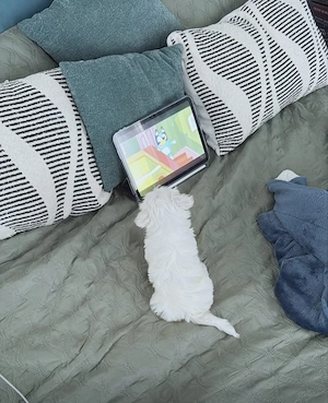 Bichon mini toy 6 săptămâni  - imagine 2