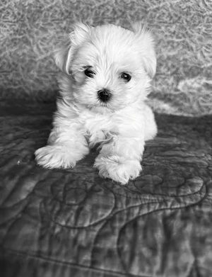 Bichon mini toy 6 săptămâni 