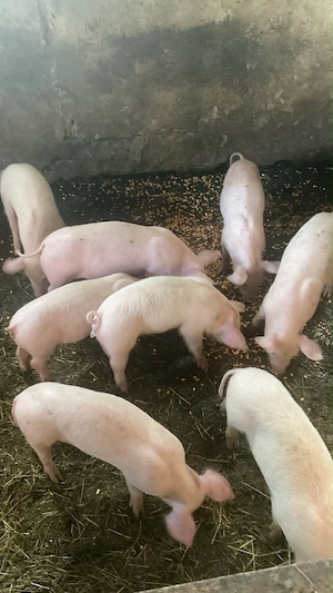 Vând purcei Landrace, de 9 săptămâni, preț 250 lei