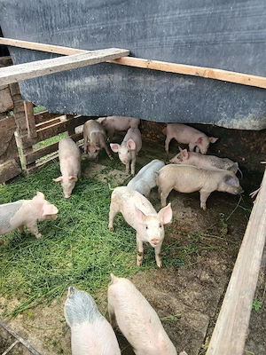 Vand porci! diferite mărimi!!! - imagine 3