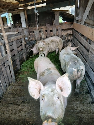 Vand porci! diferite mărimi!!!