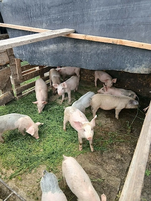 Vand porci! diferite mărimi!!! - imagine 4