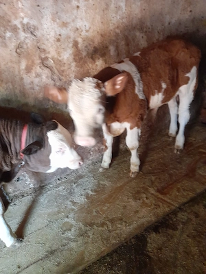 Vând 2 viței de 4 luni mai mu - imagine 3
