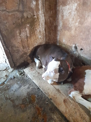 Vând 2 viței de 4 luni mai mu - imagine 2