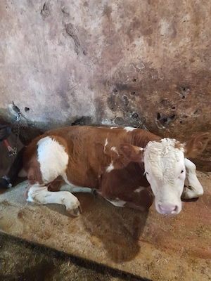 Vând 2 viței de 4 luni mai mu