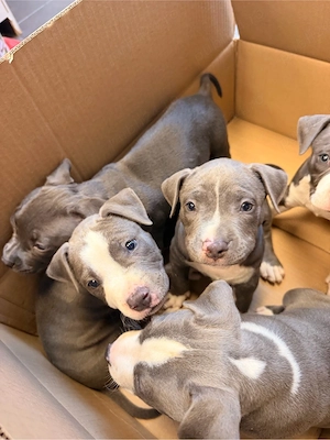 amstaff blue de vanzare  - imagine 2