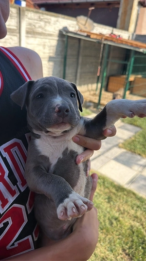 amstaff blue de vanzare 