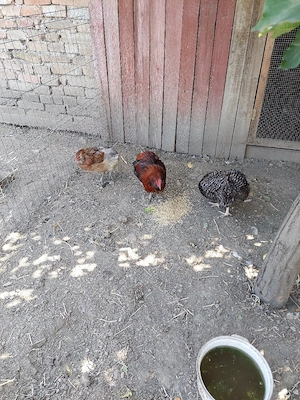 vând familie de gaini araucana  - imagine 2