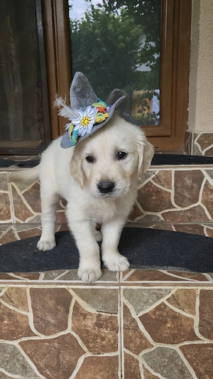 golden retriever  - imagine 4