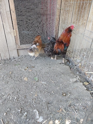 vând familie de gaini araucana  - imagine 3