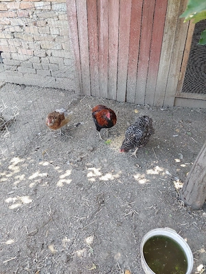 vând familie de gaini araucana  - imagine 4