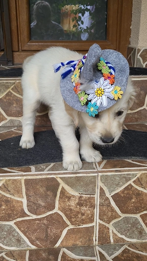 golden retriever  - imagine 5